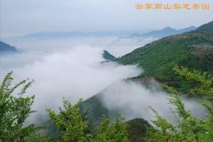 雲霧高山梨芝茶園