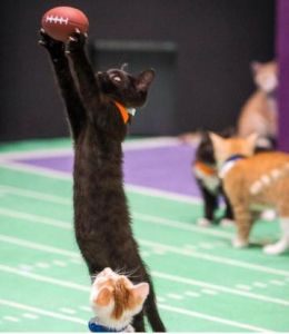 貓咪超級盃 貓咪超級盃