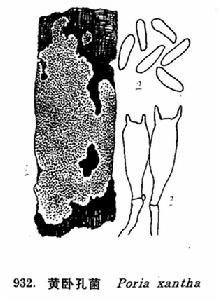黃臥孔菌 黃臥孔菌