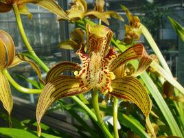 西藏虎頭蘭 西藏虎頭蘭