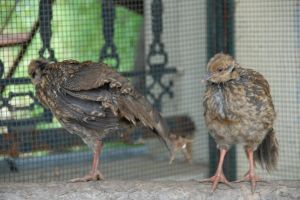 Brown eared pheasant