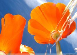 內華達州罌粟 內華達州罌粟