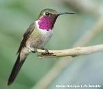 紫輝林星蜂鳥 紫輝林星蜂鳥