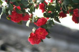 古山茶花 古山茶花