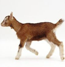 吐根堡山羊 吐根堡山羊