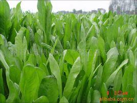 普那菊苣 普那菊苣