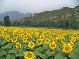 紅石灣村 紅石灣村