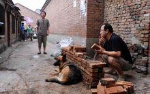 臥龍崗[2014年雪村執導電影]