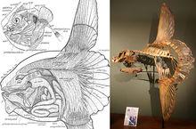 翻車魨的解剖結構與骨骼標本