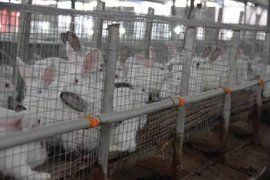 中國養兔網 中國養兔網