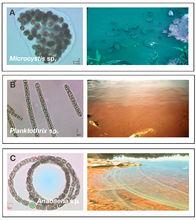 圖1 群體和絲狀產毒藍藻顯微和水華圖片