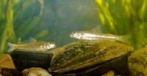 小口棒花魚 小口棒花魚