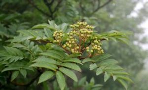 皺葉鼠李 皺葉鼠李