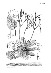 地膽旋蒴苣苔