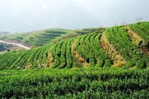 安遠九龍茶 安遠九龍茶