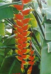 垂花蠍尾蕉 垂花蠍尾蕉