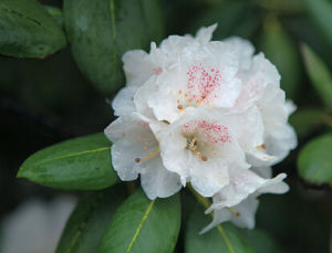 亮葉杜鵑 亮葉杜鵑