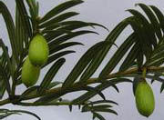 穗花杉種子 穗花杉種子