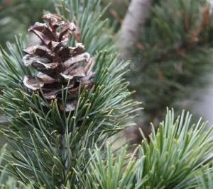 毛枝五針松 毛枝五針松