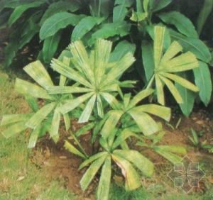 穗花軸櫚 穗花軸櫚