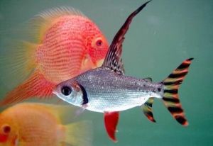 黑斑紋清潔魚 黑斑紋清潔魚