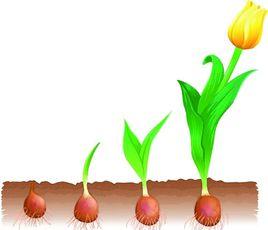 年齡特徵 年齡特徵