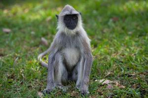 黑臉葉猴 黑臉葉猴