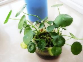 植物生活型 植物生活型