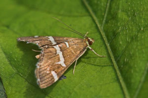 甜菜白帶野螟成蟲