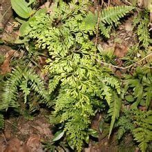 革質鱗蓋蕨 革質鱗蓋蕨