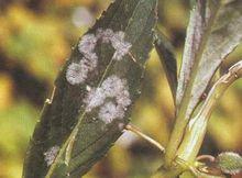 藥用植物鳳仙花白粉病