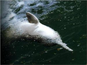 長江天鵝洲白鱀豚自然保護區