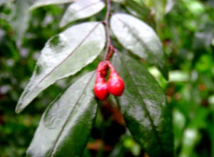 綠萼連蕊茶 綠萼連蕊茶