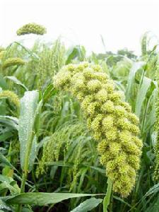 稷[禾本科植物]