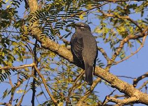 暗灰鵑鵙 暗灰鵑鵙