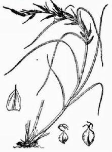 復序苔草 復序苔草