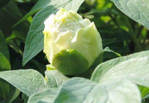 翠幕[芍藥屬牡丹品種]