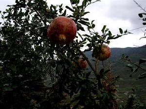 段家坡村-村民種植的果樹