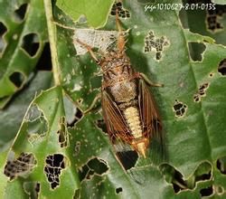 黑翅草蟬 黑翅草蟬