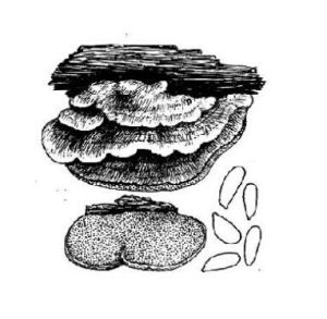 血紅擬雲芝 血紅擬雲芝