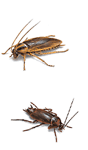 蟑螂的蹤跡 蟑螂的蹤跡