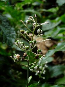 長柄杜若 長柄杜若