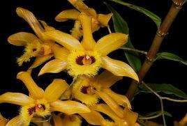 金耳石斛 金耳石斛