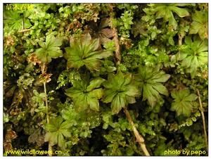 疣葉苔屬 疣葉苔屬