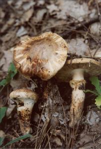 草黃口蘑 草黃口蘑