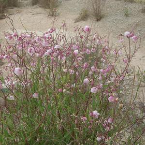 羅布白麻 羅布白麻