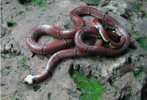 台灣麗紋蛇 台灣麗紋蛇