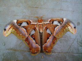 世界最大皇蛾蝶 世界最大皇蛾蝶