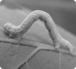 尺蠖效應 尺蠖效應