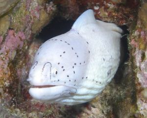 細點雙犁海鰻(Gymnothorax griseus) 